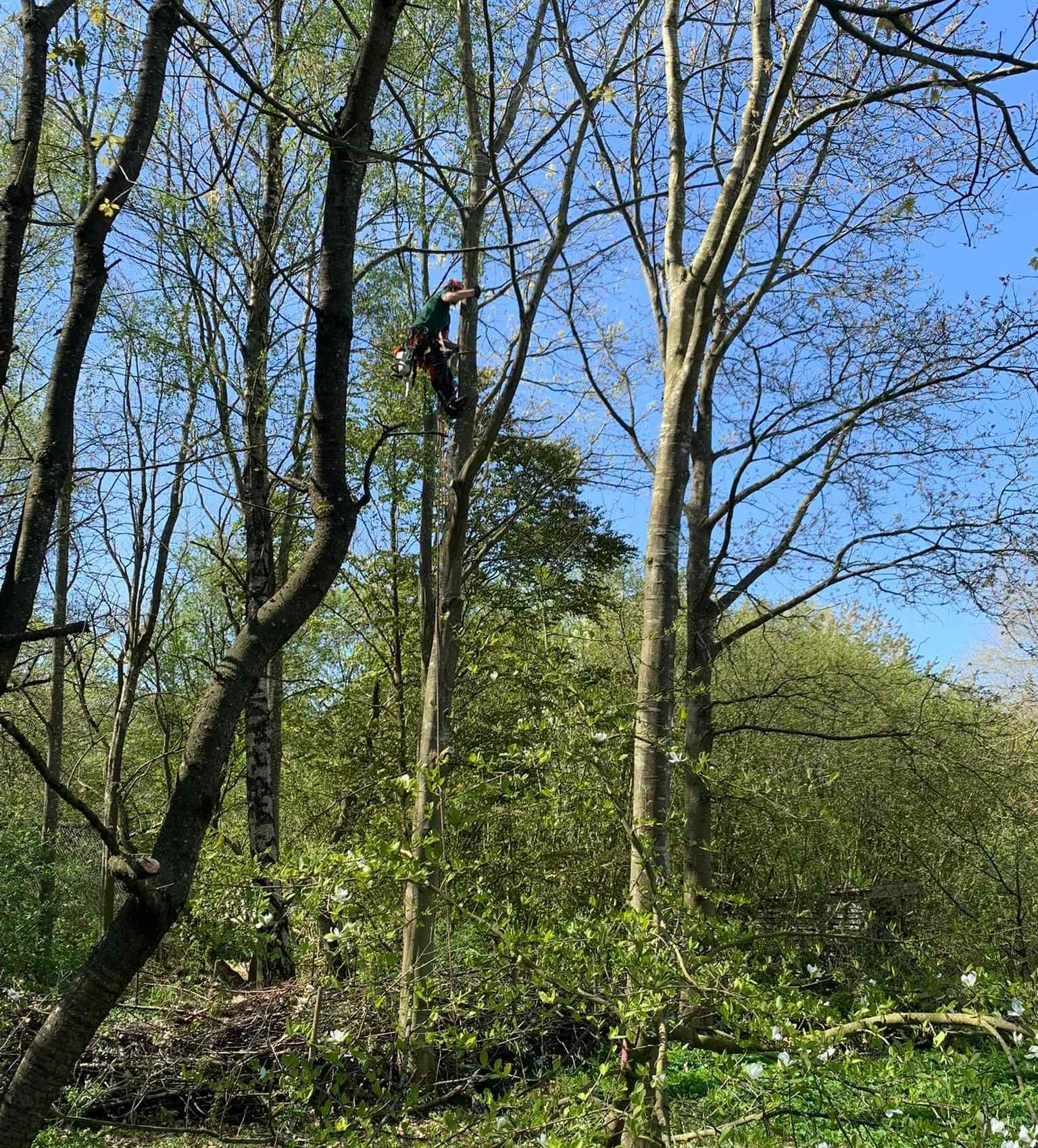 Træfældning Roskilde