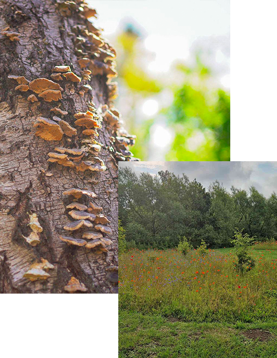Svampe på bark og en naturhave
