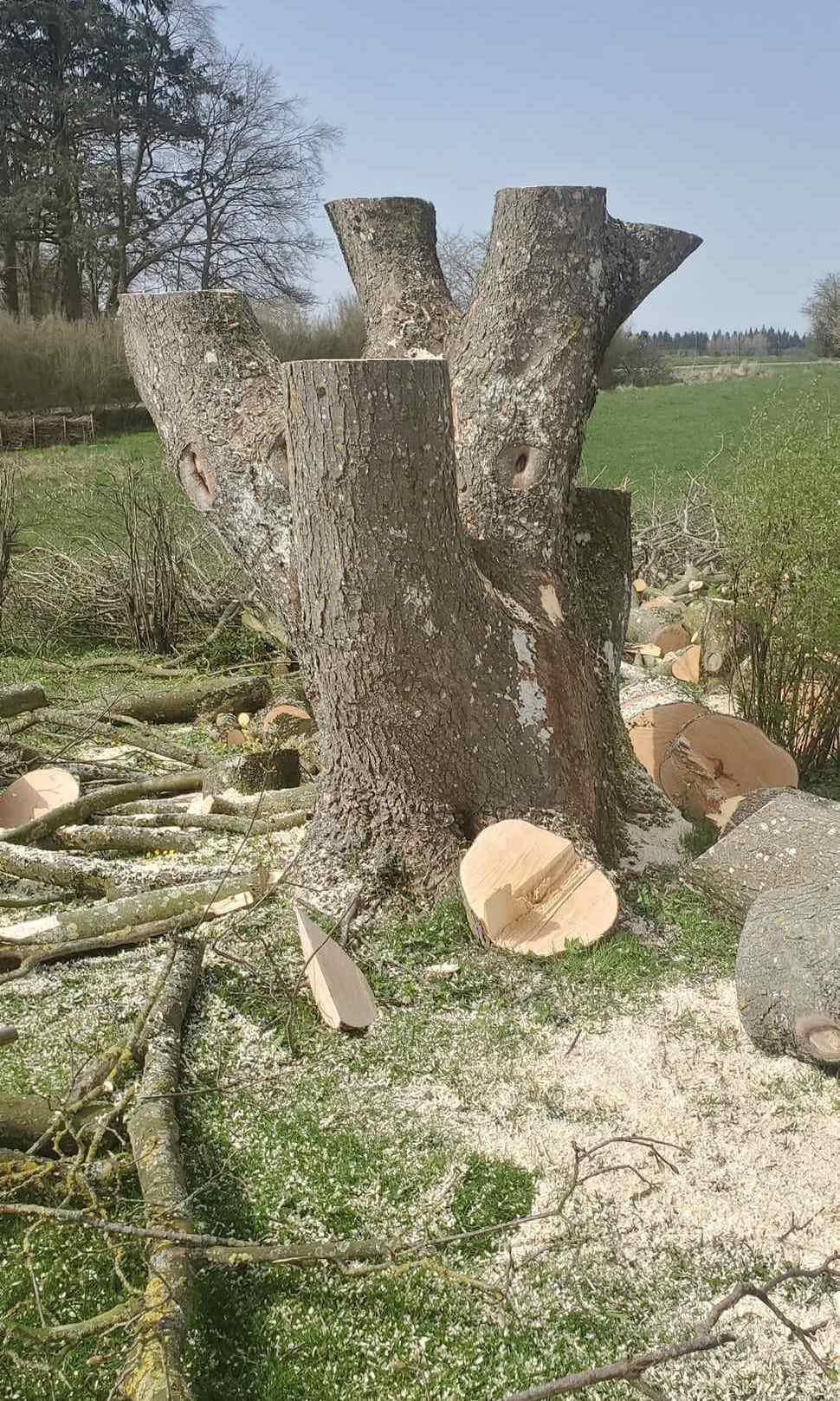 Træfældning Roskilde